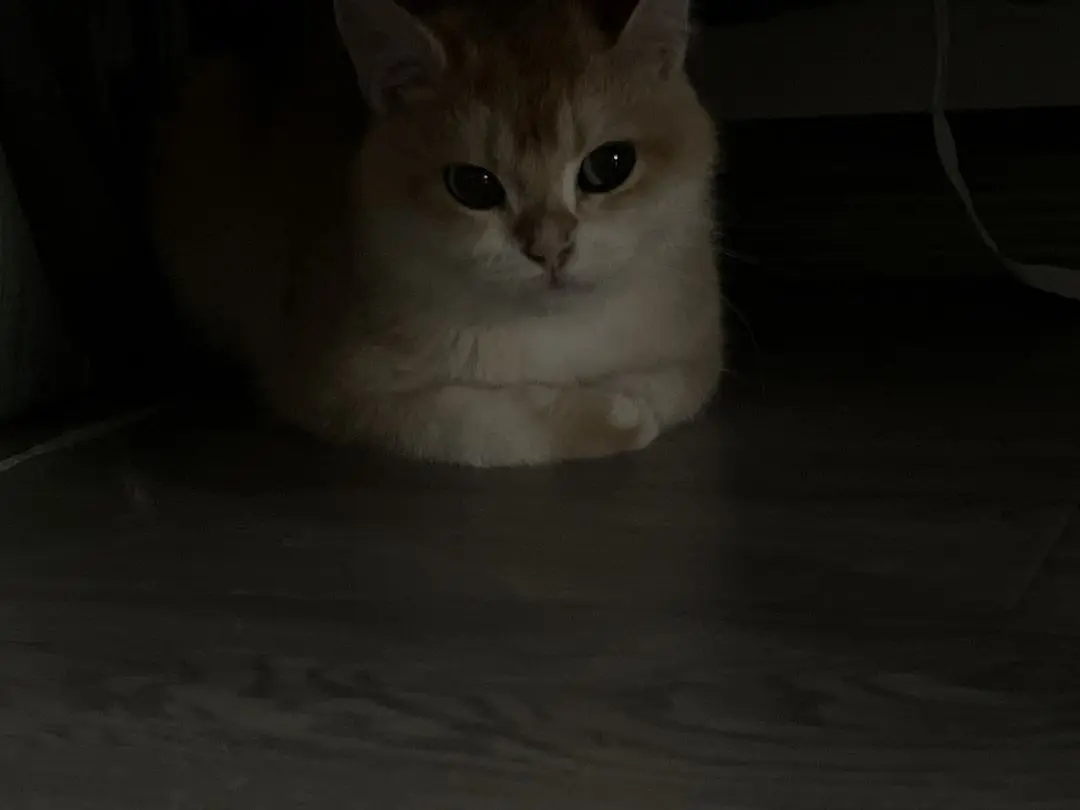 朋友家的可爱猫咪